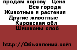 продам корову › Цена ­ 70 000 - Все города Животные и растения » Другие животные   . Кировская обл.,Шишканы слоб.